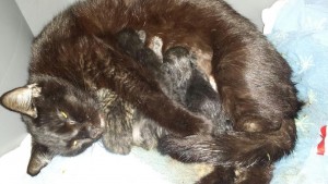 This black cat was pulled from the Slater Colony and had her kittens that night in foster care.