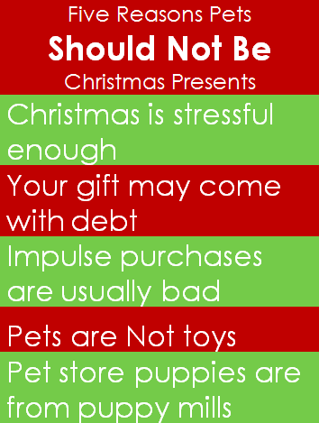 Tis the season for gift giving and your pets shouldn't miss out