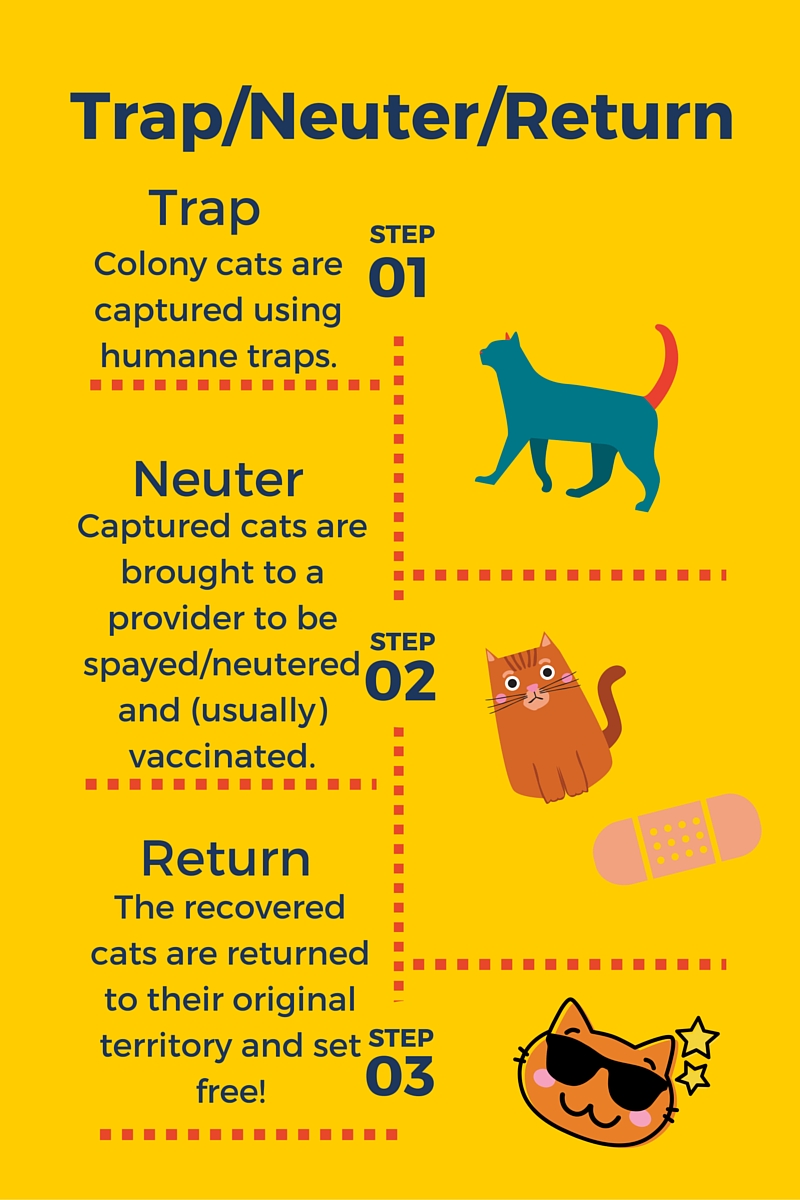 How to Trap-Neuter-Return - LifeLine Animal Project
