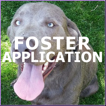 Foster Application