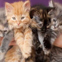 Photo of a litter of kittens