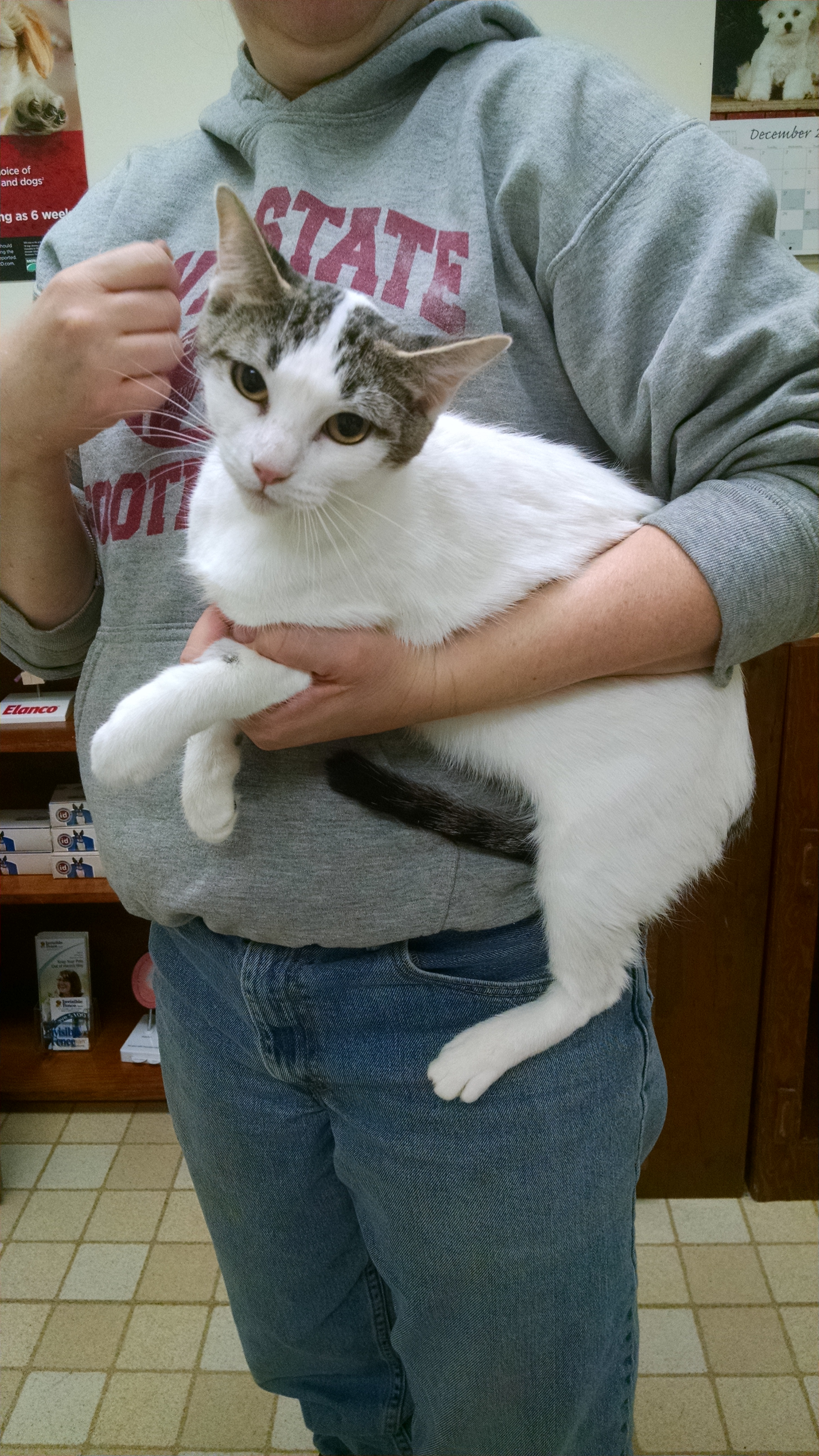 Slater, IA – Some of the Cats Were Spayed/Neutered Today