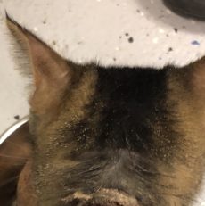 Injured Cat Identified via A.P.E. Microchip