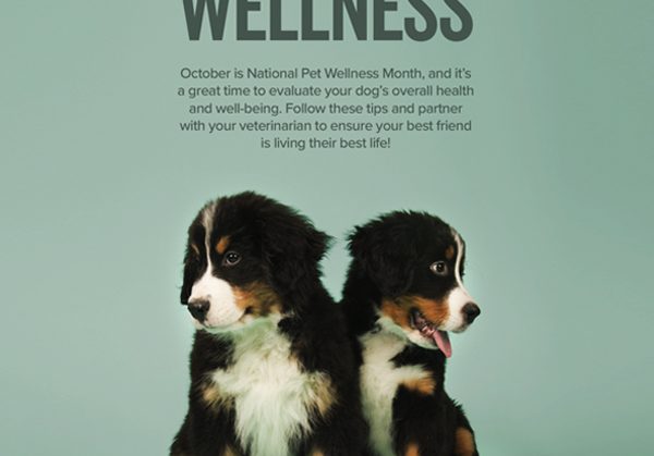 October is National Pet Wellness Month – Animal Protection and Education