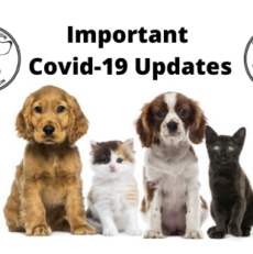 Important Covid-19 Updates
