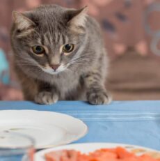 Holiday Food Safety for your Pets